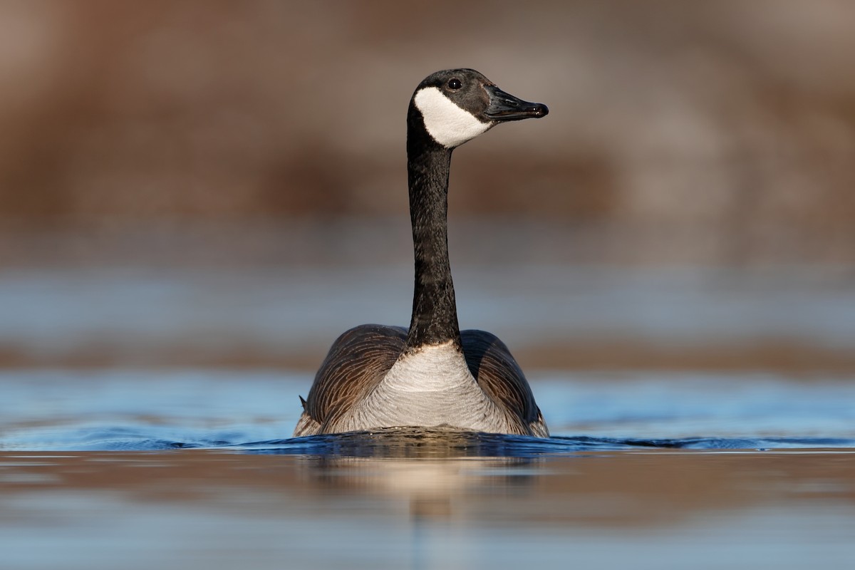 Canada Goose - ML646086912