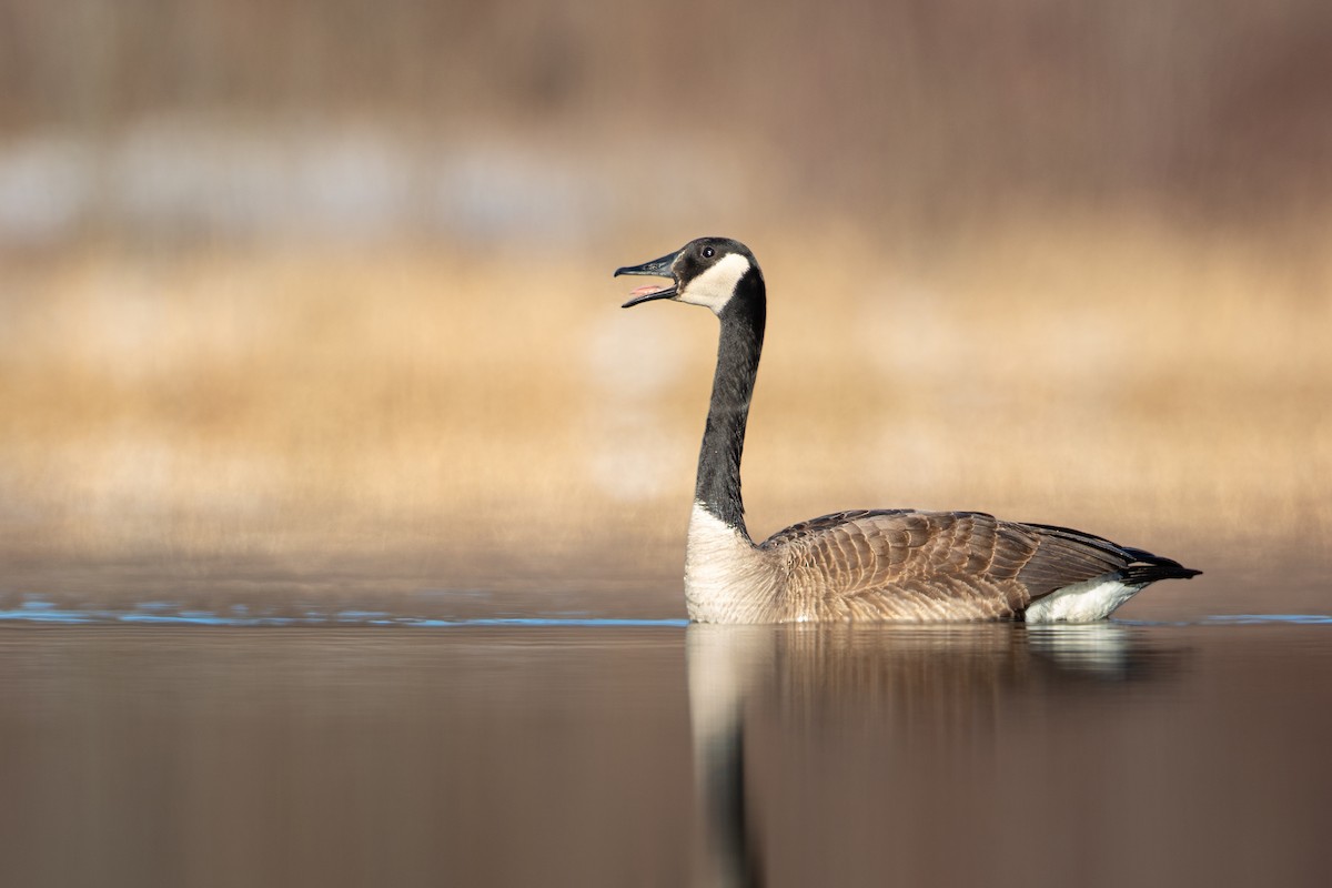 Canada Goose - ML646086914
