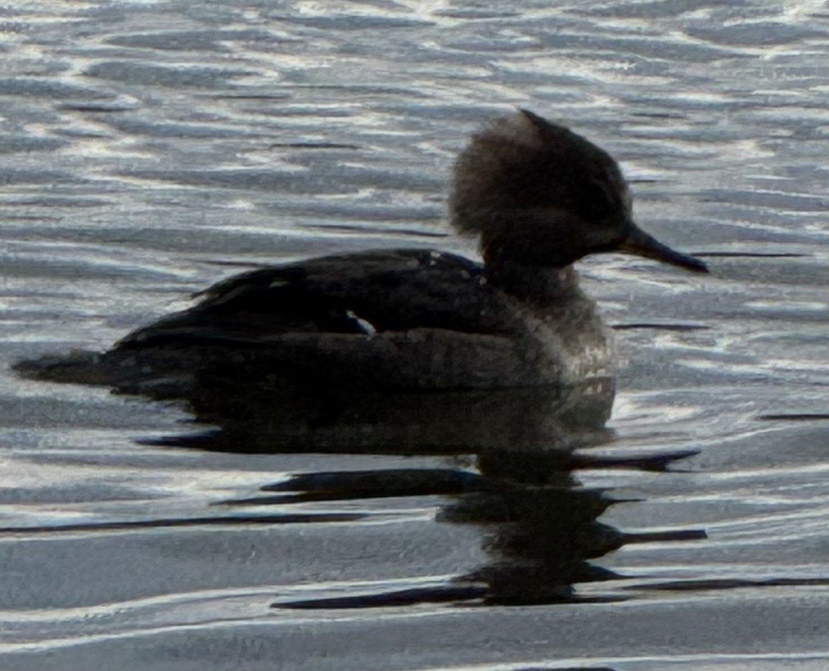 Hooded Merganser - ML646086918