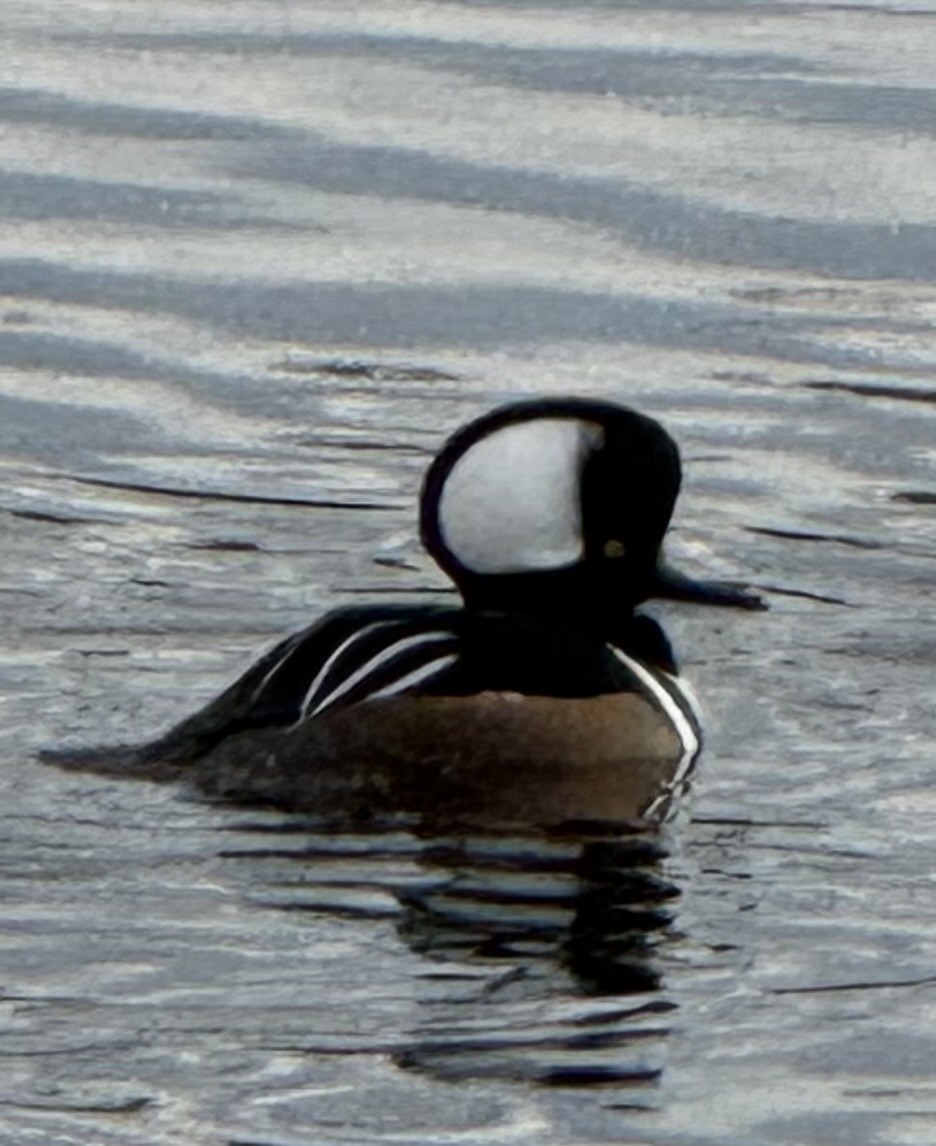 Hooded Merganser - ML646086919