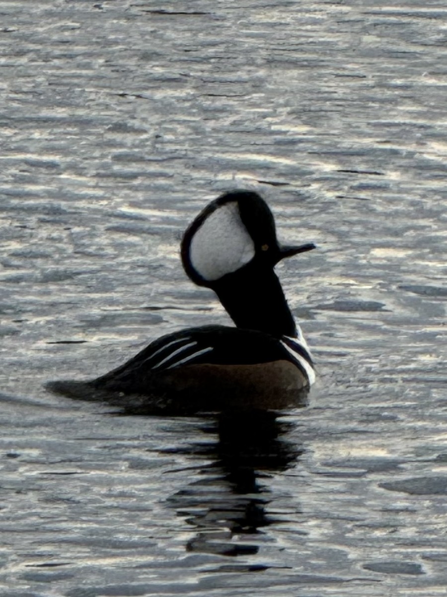Hooded Merganser - ML646086920