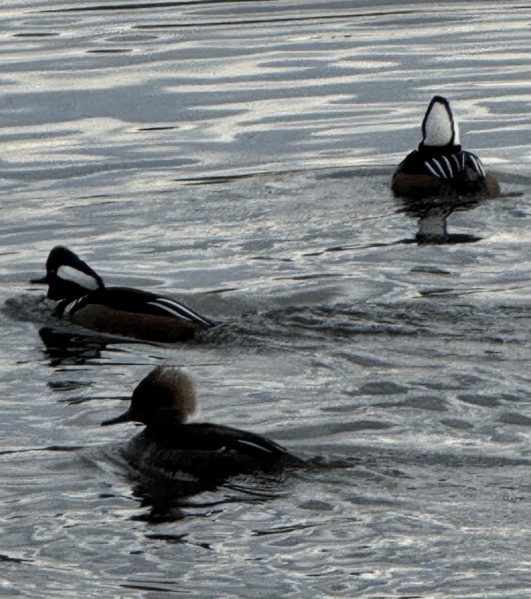 Hooded Merganser - ML646086921