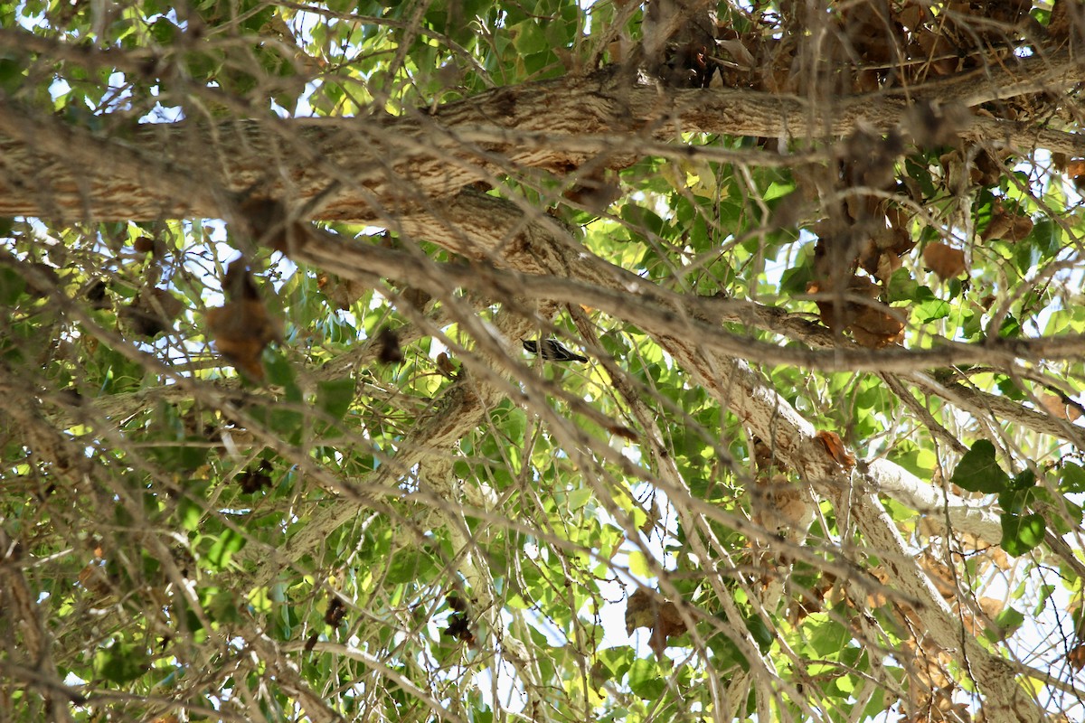 Black-and-white Warbler - ML646086924