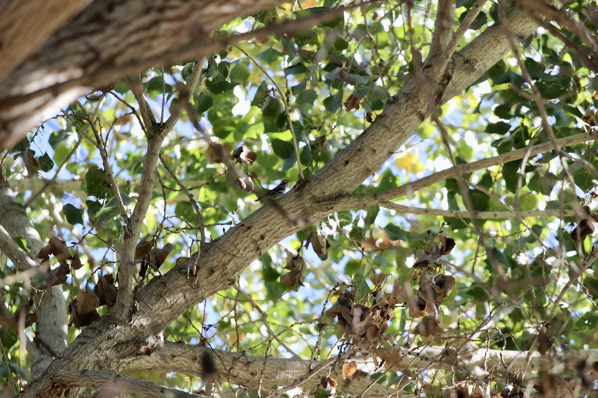 Black-and-white Warbler - ML646086925