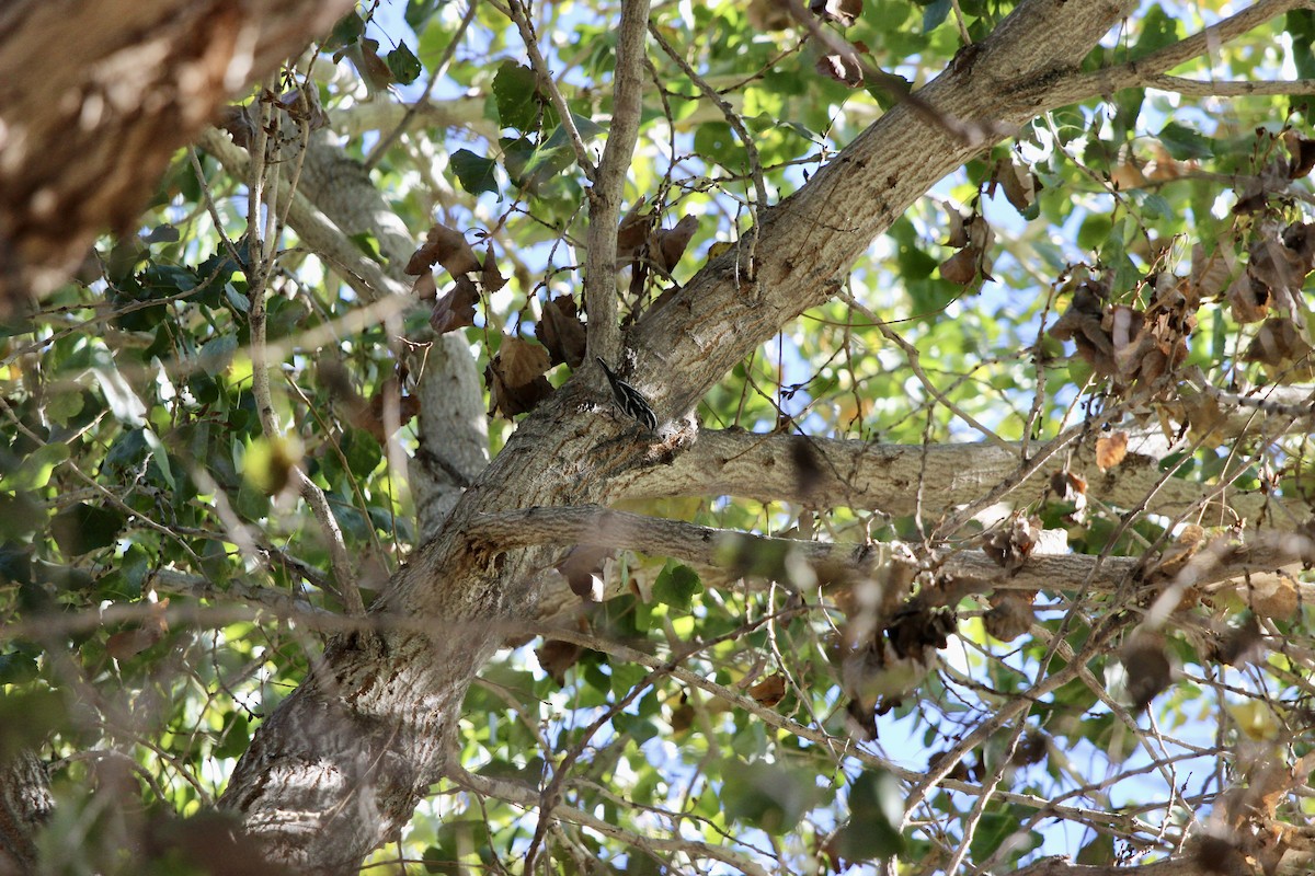 Black-and-white Warbler - ML646086926