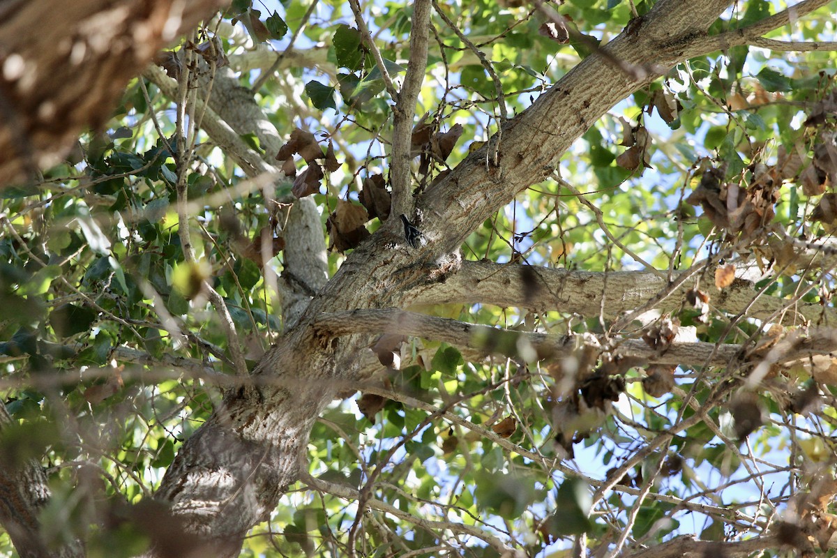 Black-and-white Warbler - ML646086927