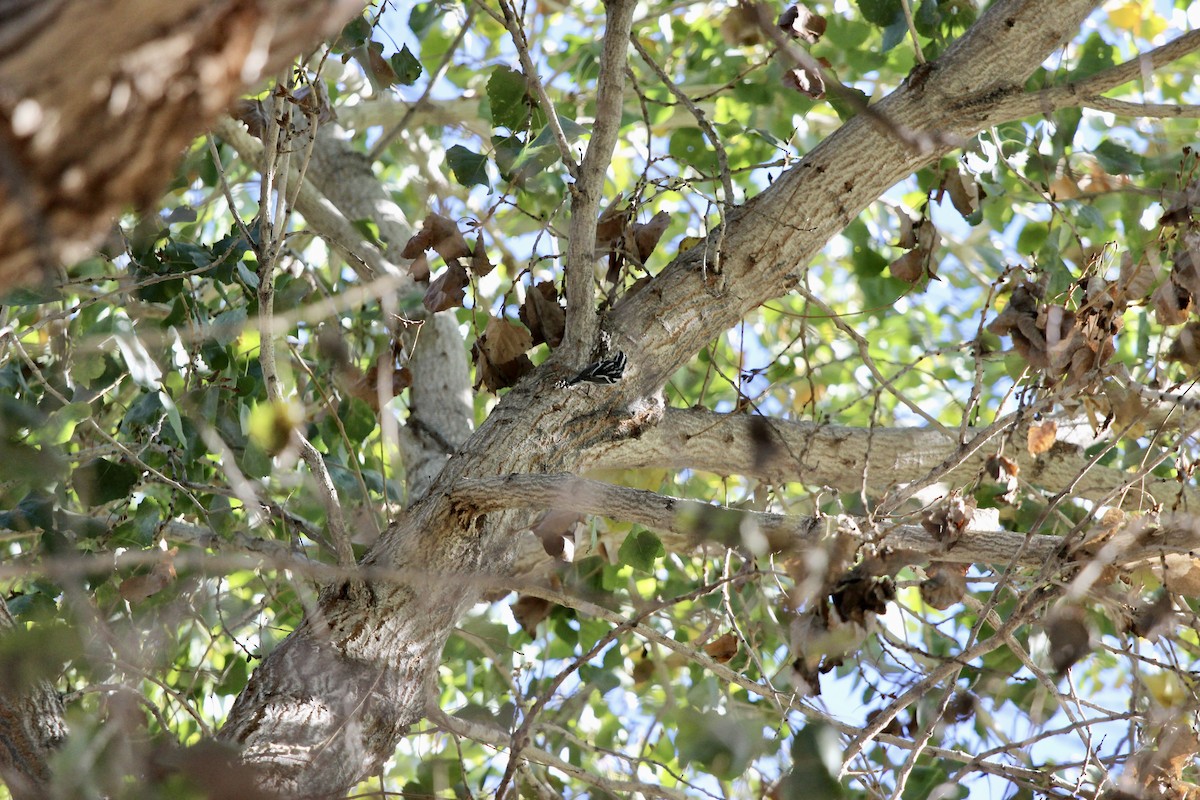 Black-and-white Warbler - ML646086928