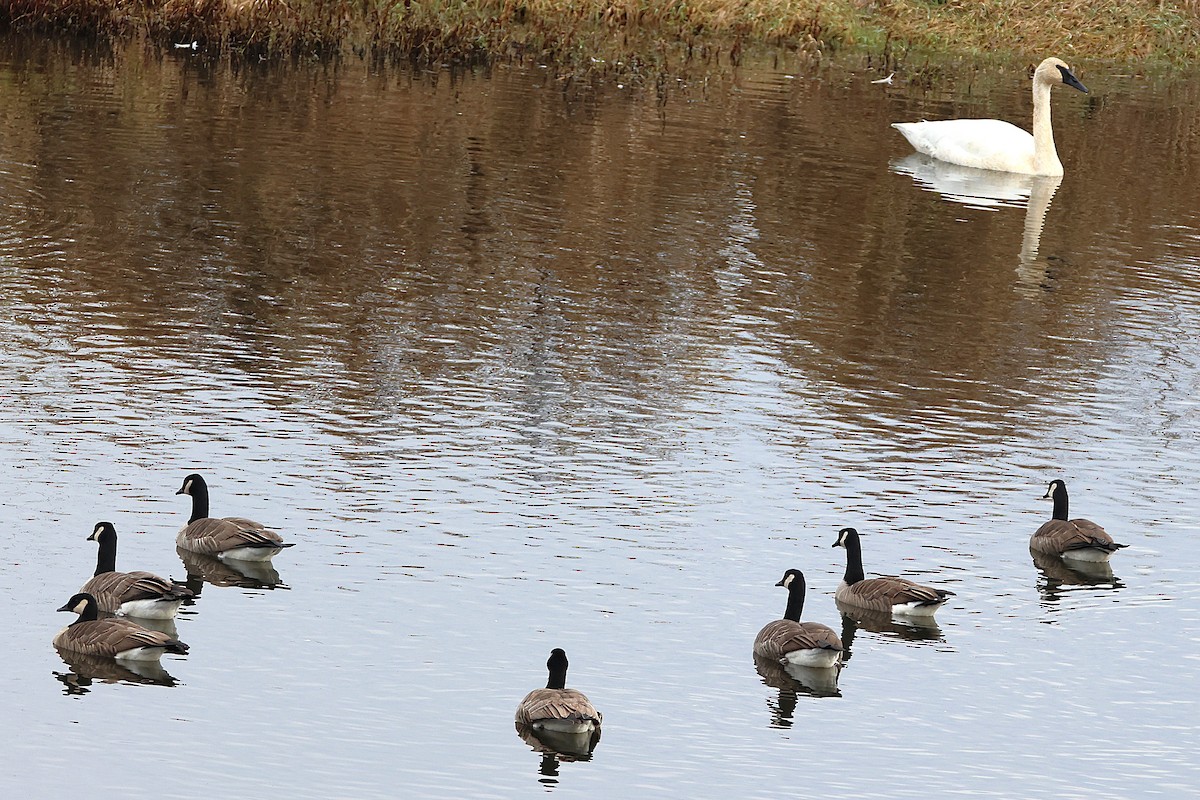 小加拿大雁 - ML646086933