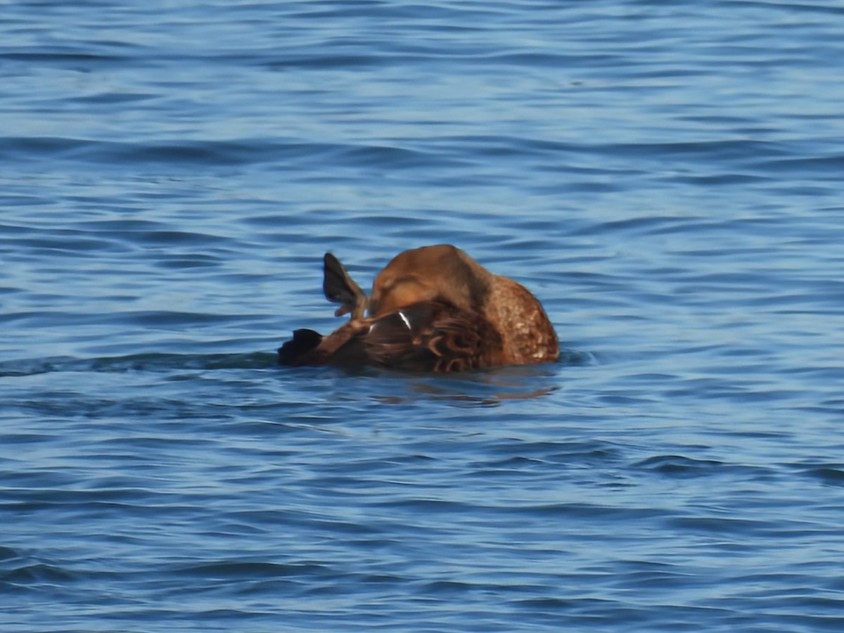 King Eider - ML646086934