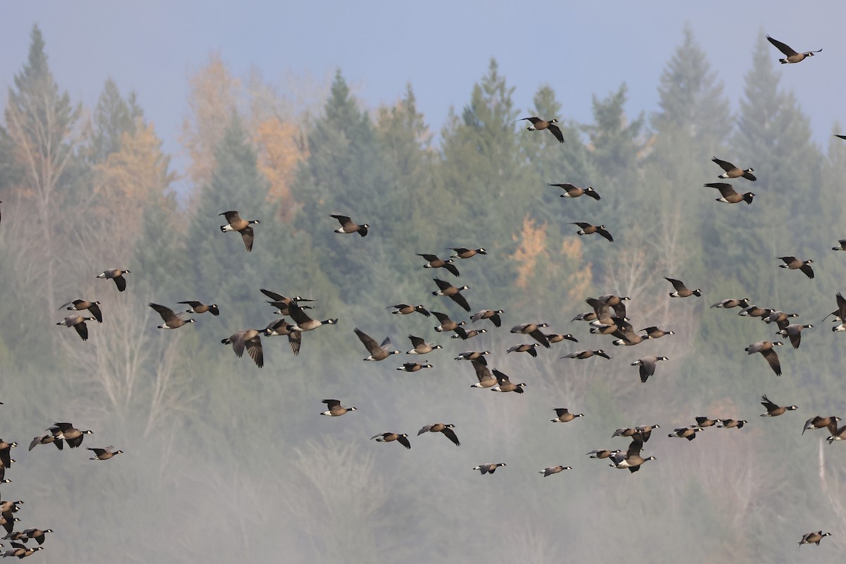 小加拿大雁 - ML646086935