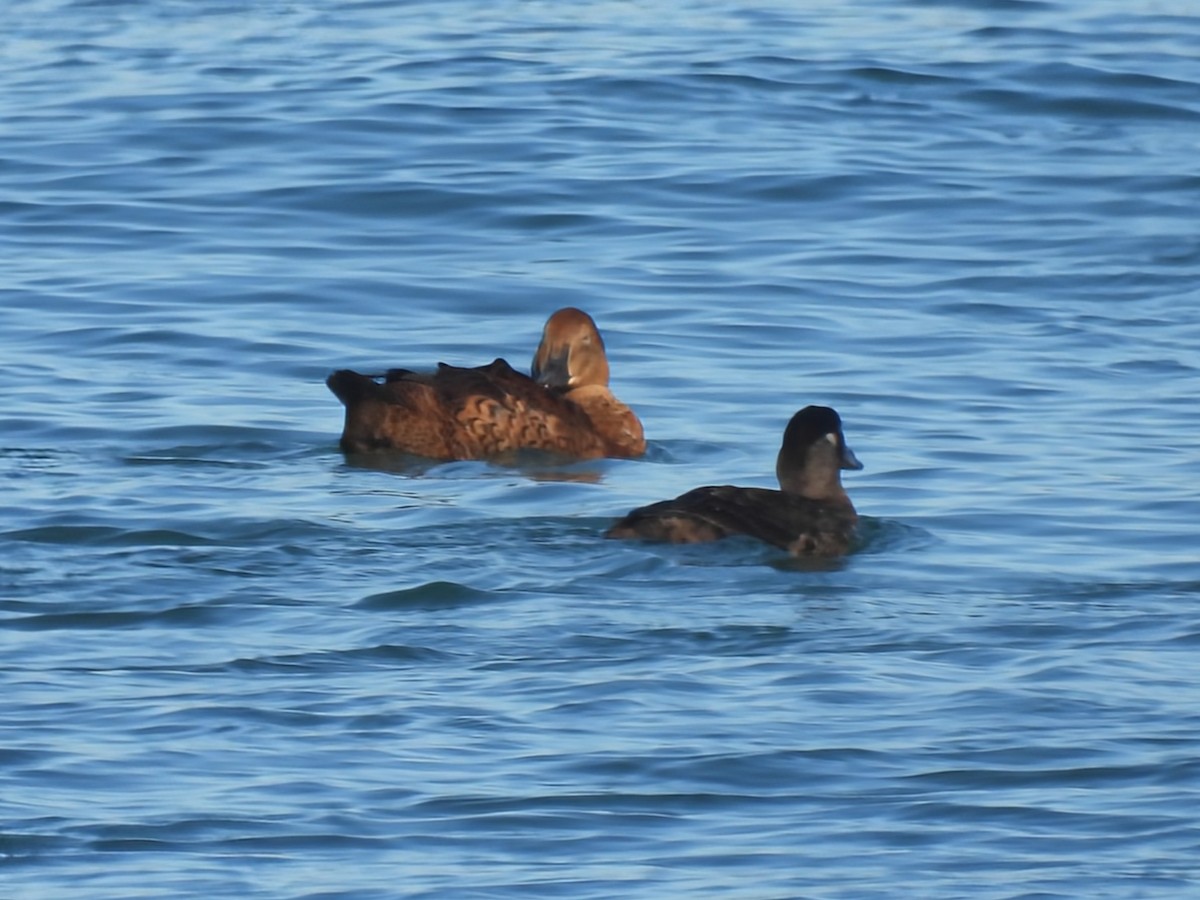 King Eider - ML646086936