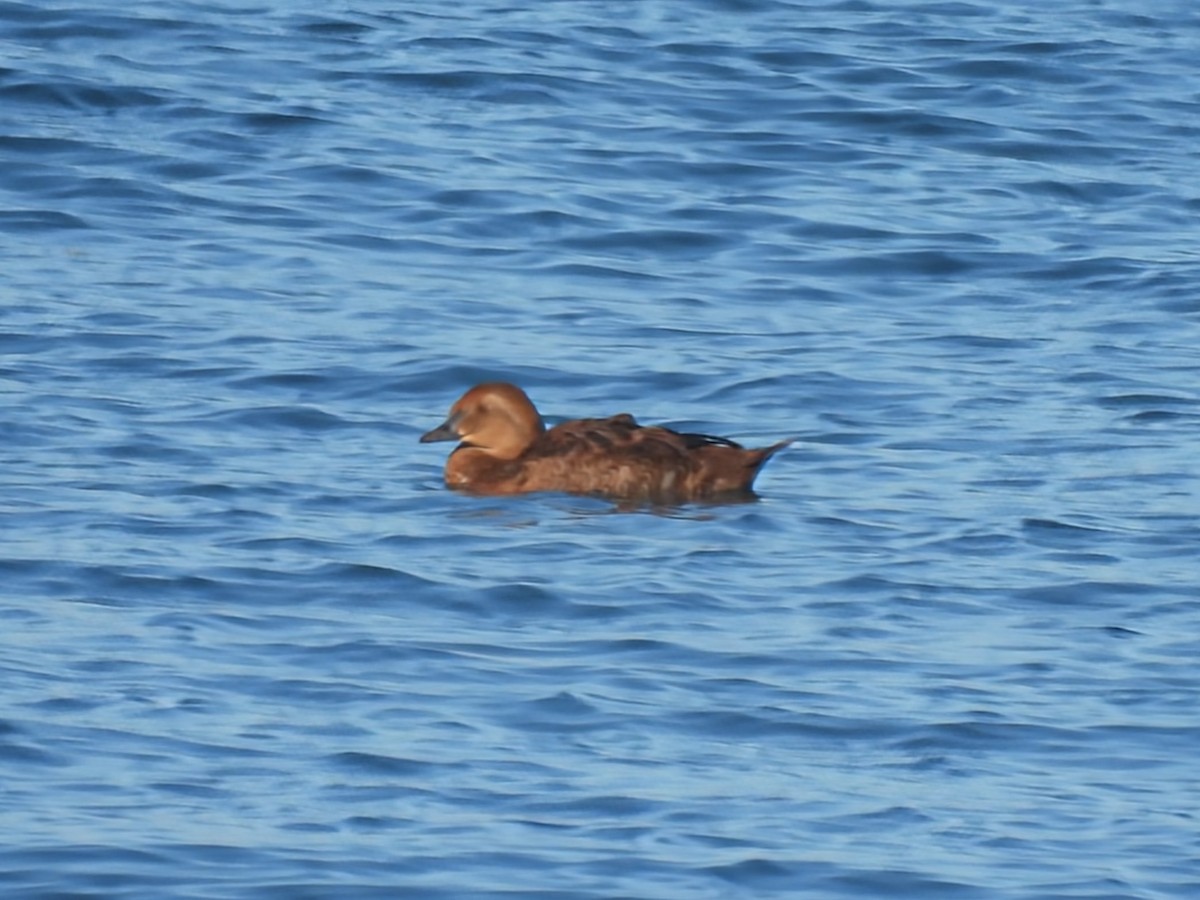 King Eider - ML646086937