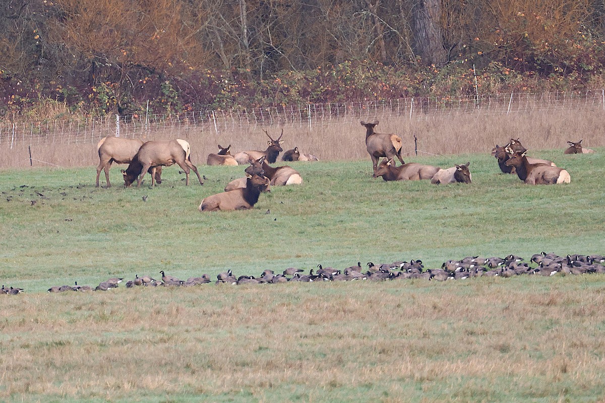 小加拿大雁 - ML646086938