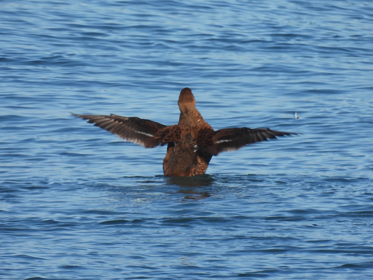 King Eider - ML646086939