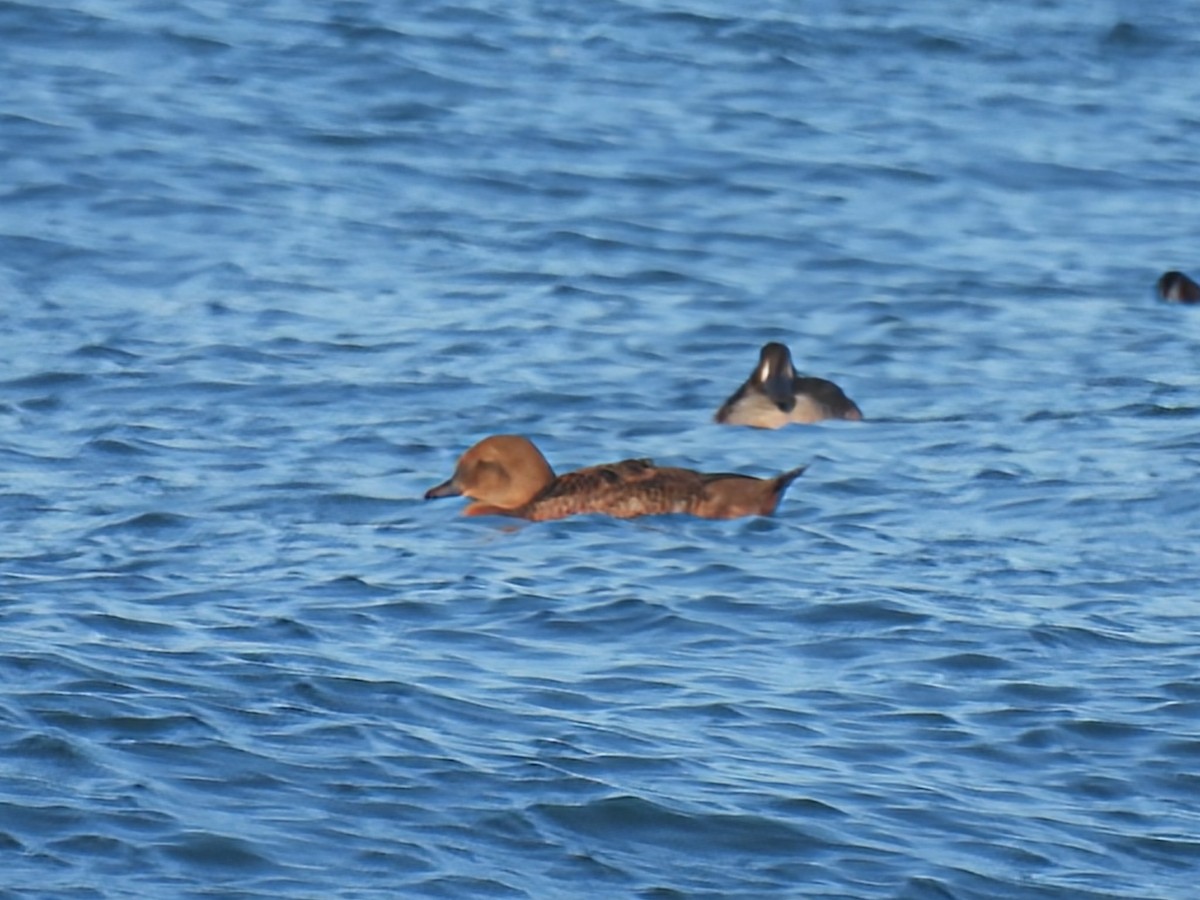 King Eider - ML646086940