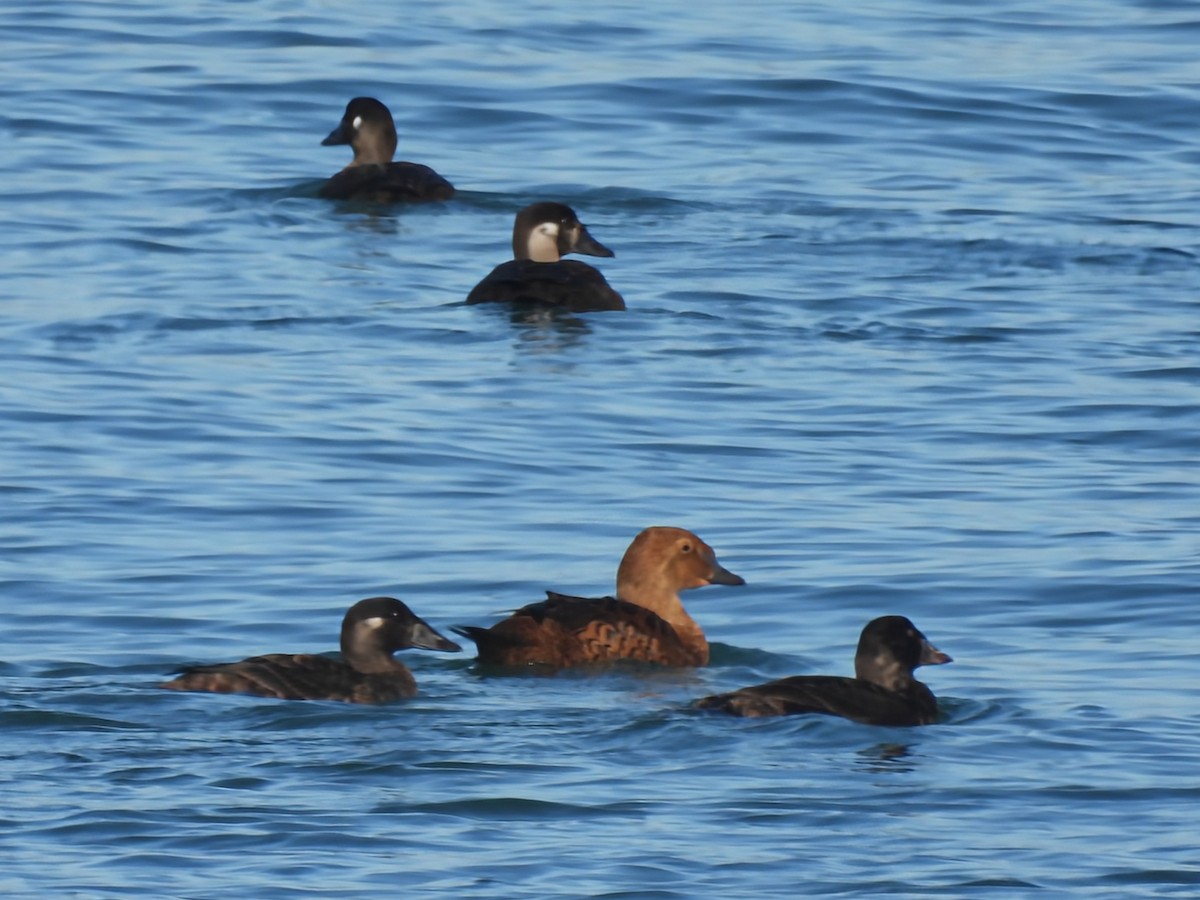 King Eider - ML646086941
