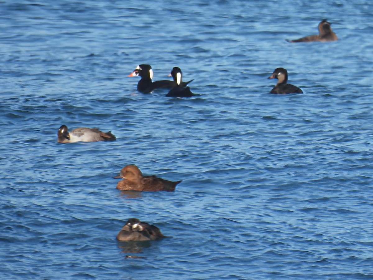 King Eider - ML646086943