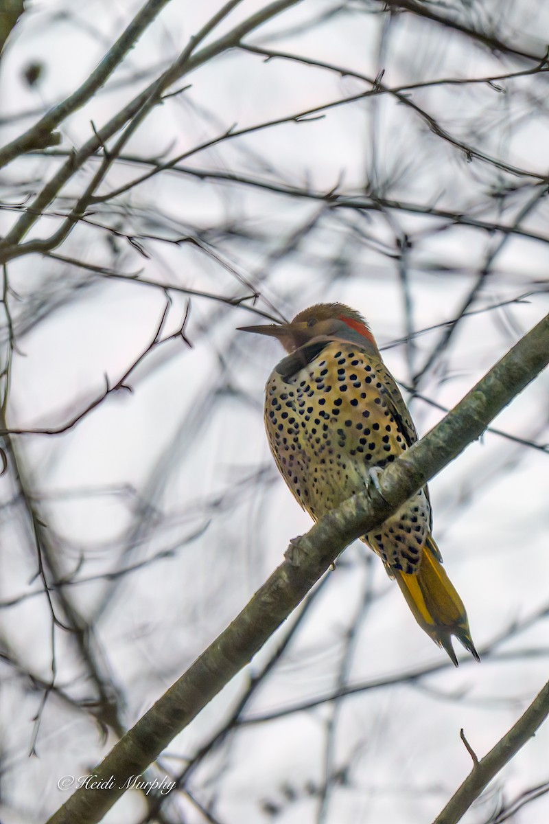 gullspett - ML646086957