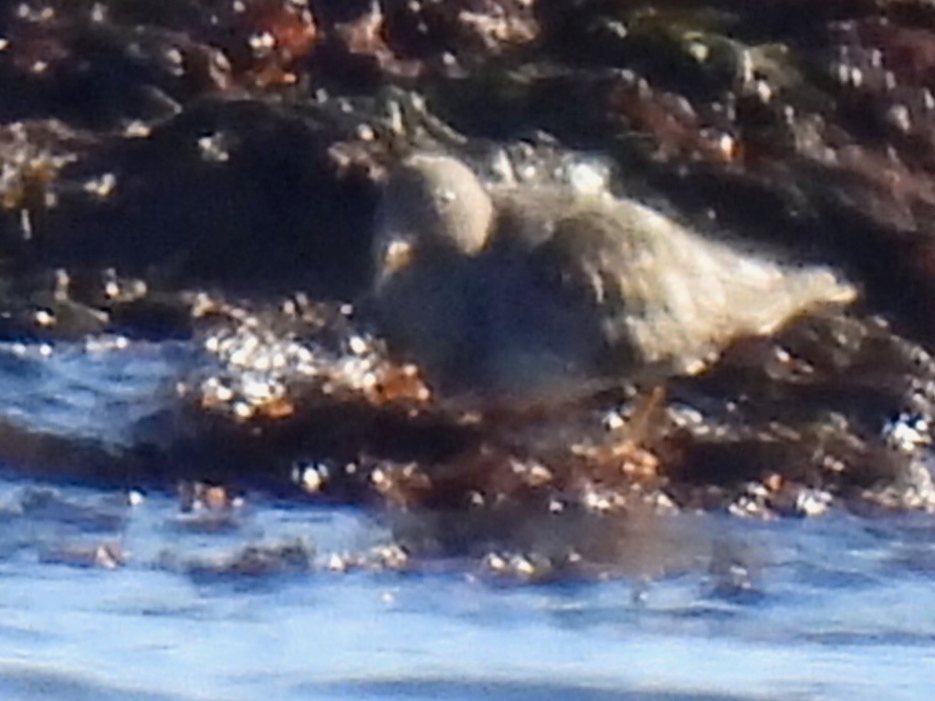 Purple Sandpiper - ML646086958