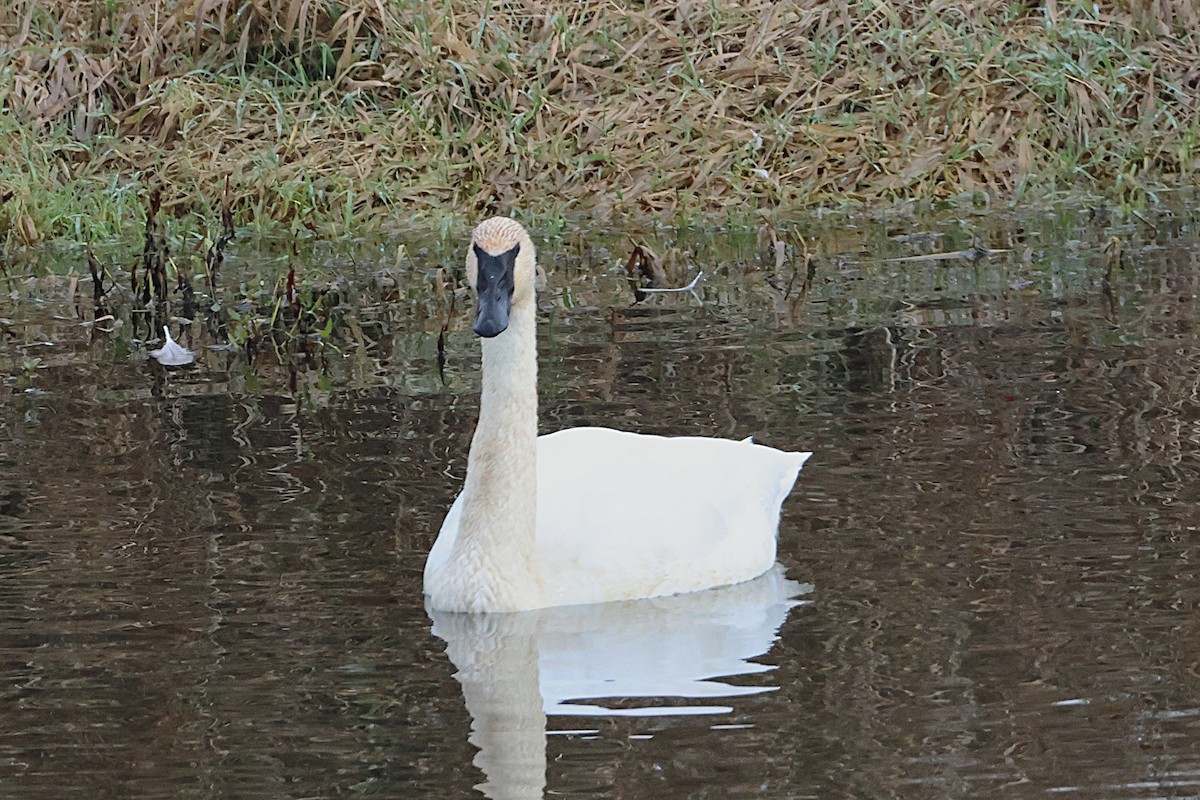 Trumpeter Swan - ML646086962