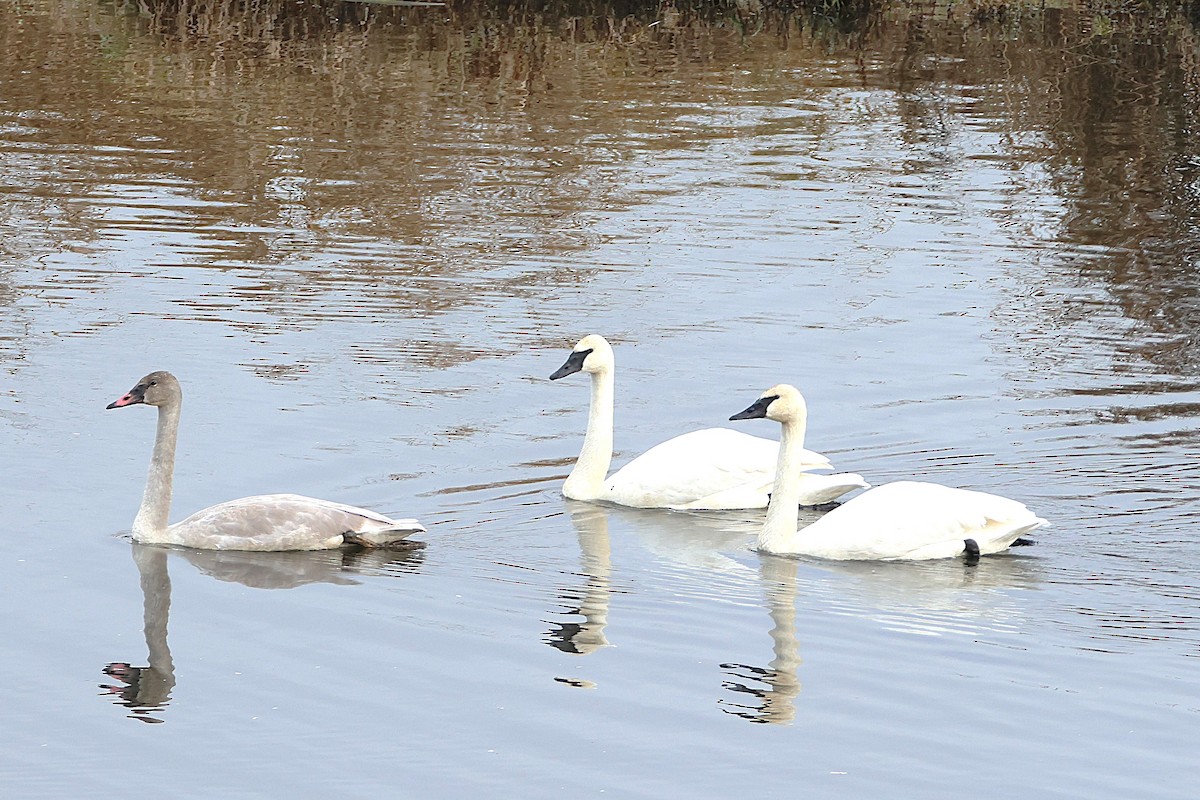 Trumpeter Swan - ML646086963