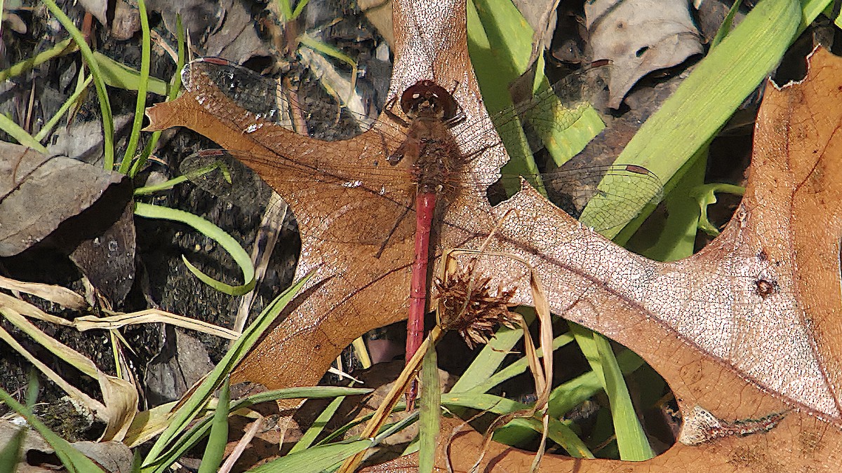 Autumn Meadowhawk - ML646086964