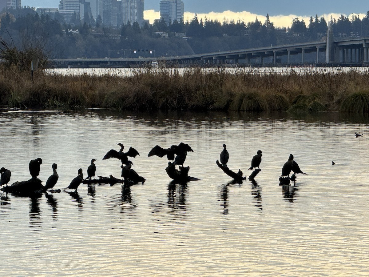 Double-crested Cormorant - ML646086967