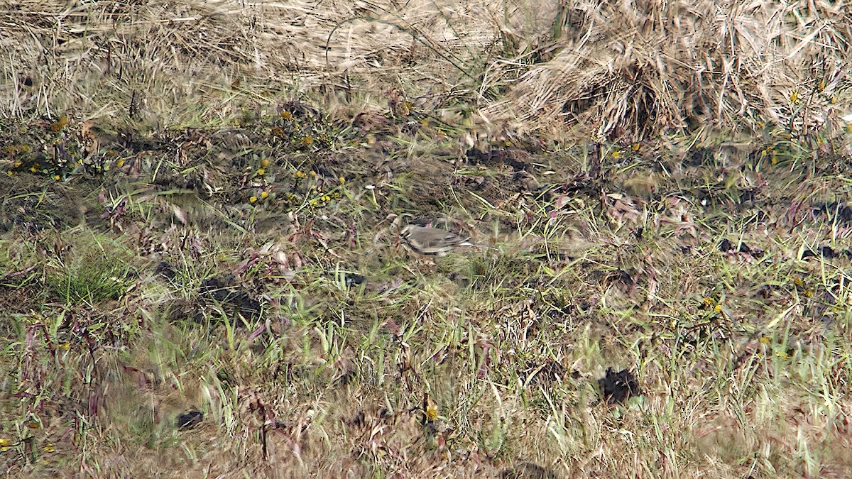 American Pipit - ML646086974