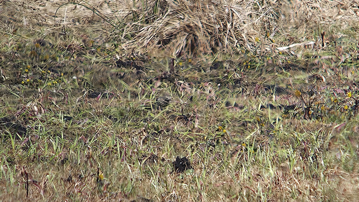 Amerikapieper - ML646086975