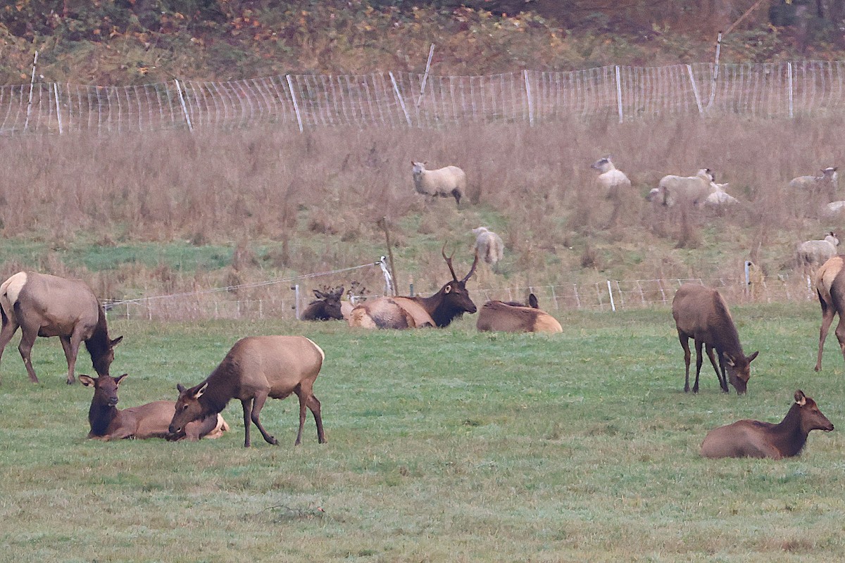 Roosevelt Elk - ML646086984