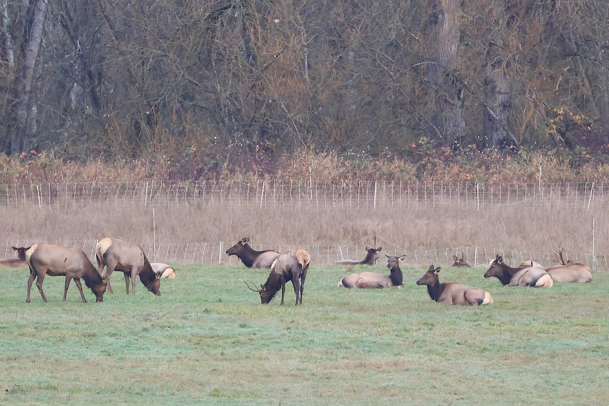 Roosevelt Elk - ML646086985