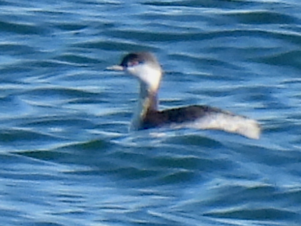 Horned Grebe - ML646086986