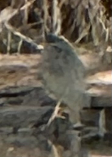 Grünreiher - ML646086989