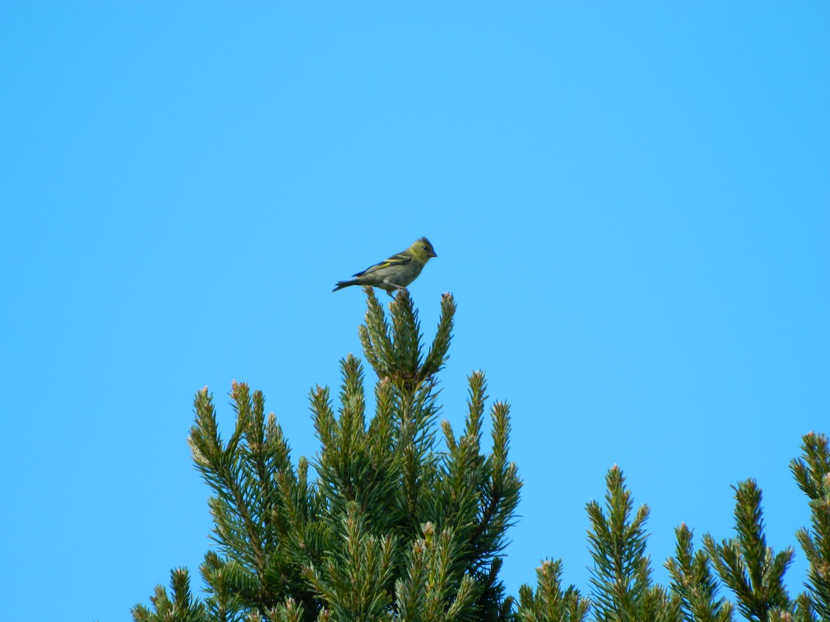 Bartzeisig - ML646086991