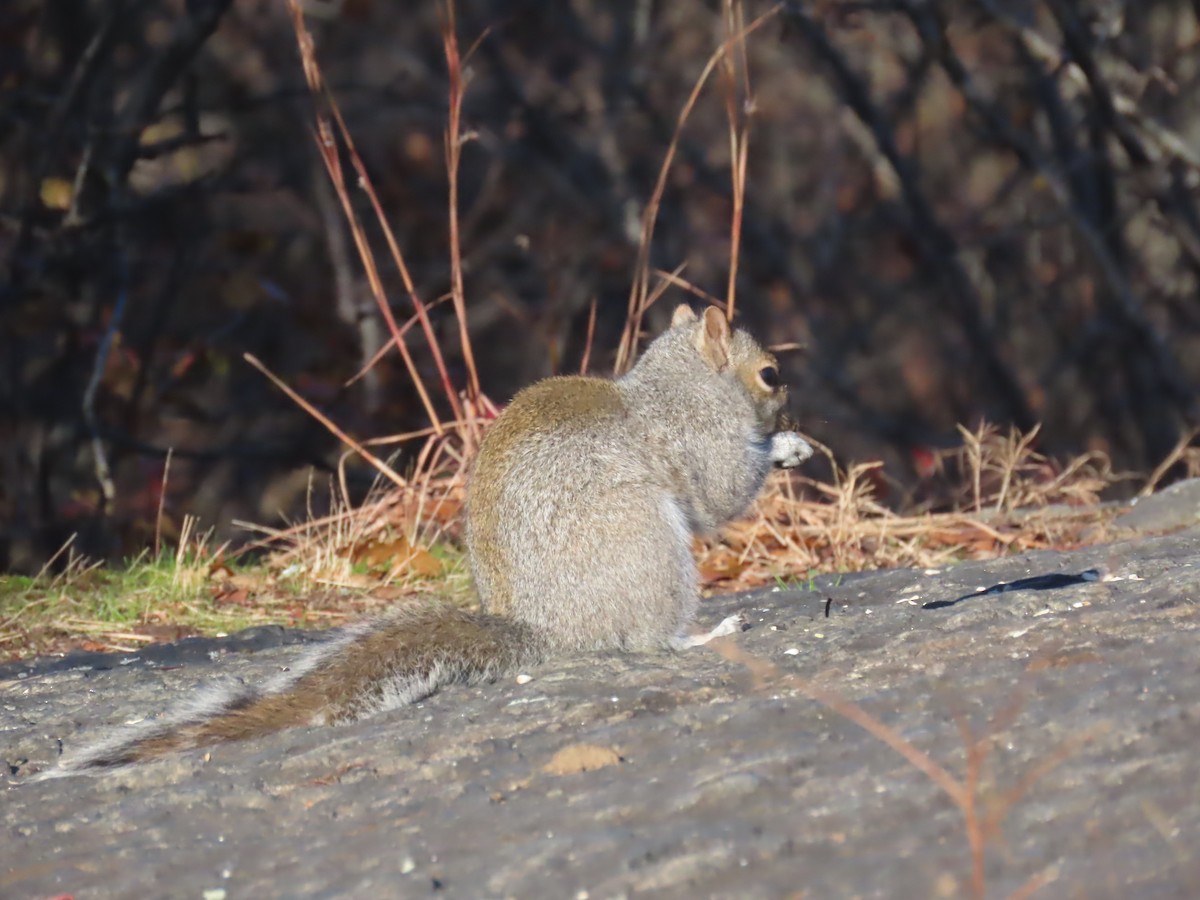 灰松鼠 - ML646086992