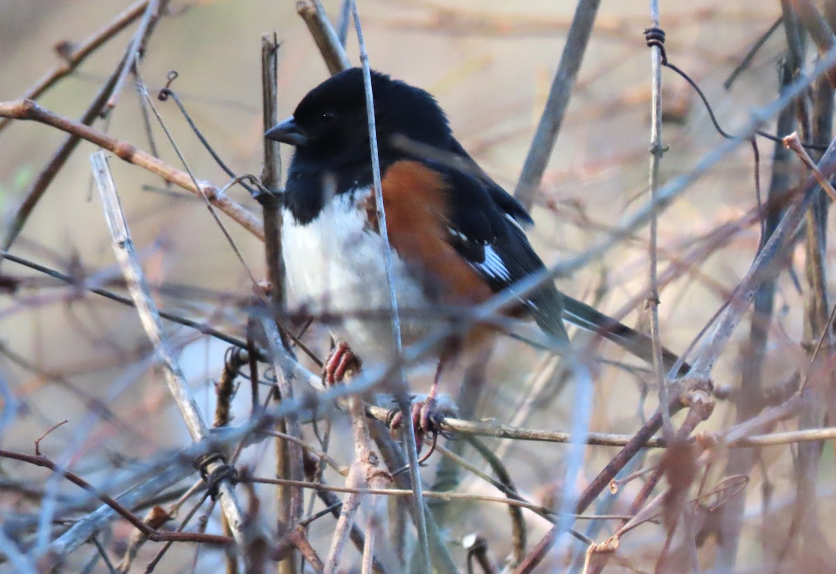 Rötelgrundammer - ML646086993