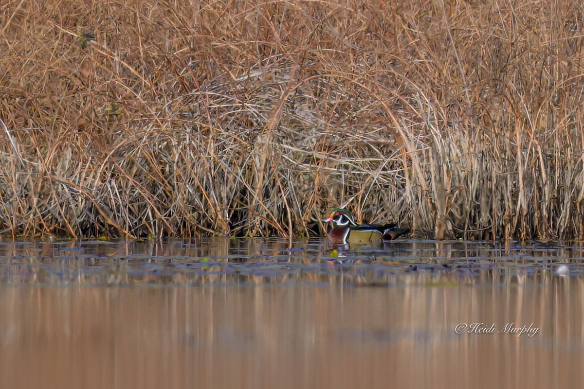 Brautente - ML646086994