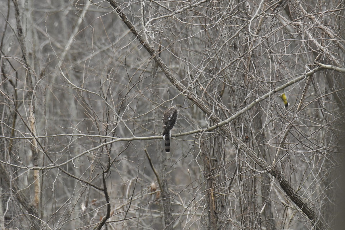 Rundschwanzhabicht - ML646086995