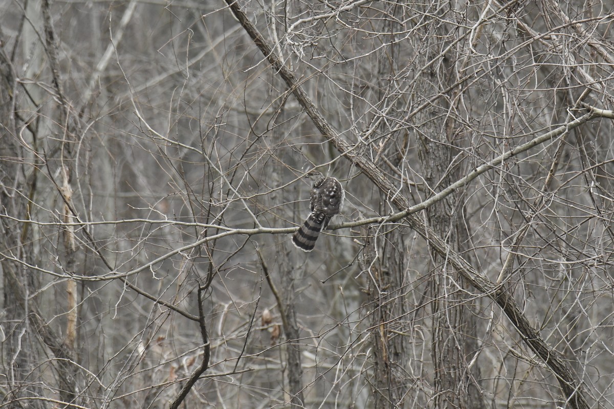 Rundschwanzhabicht - ML646086996