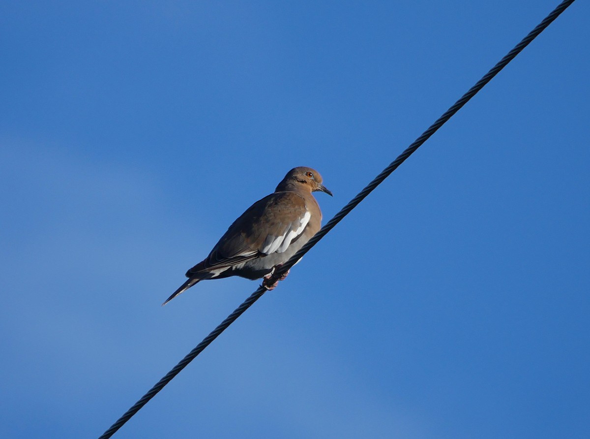 Weißflügeltaube - ML646086997