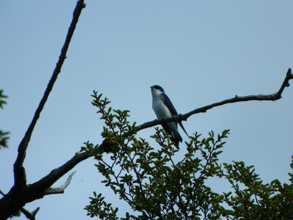 Chileschwalbe - ML646086998