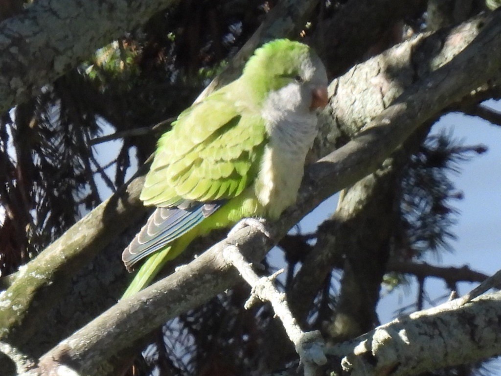 Mönchssittich - ML646087003