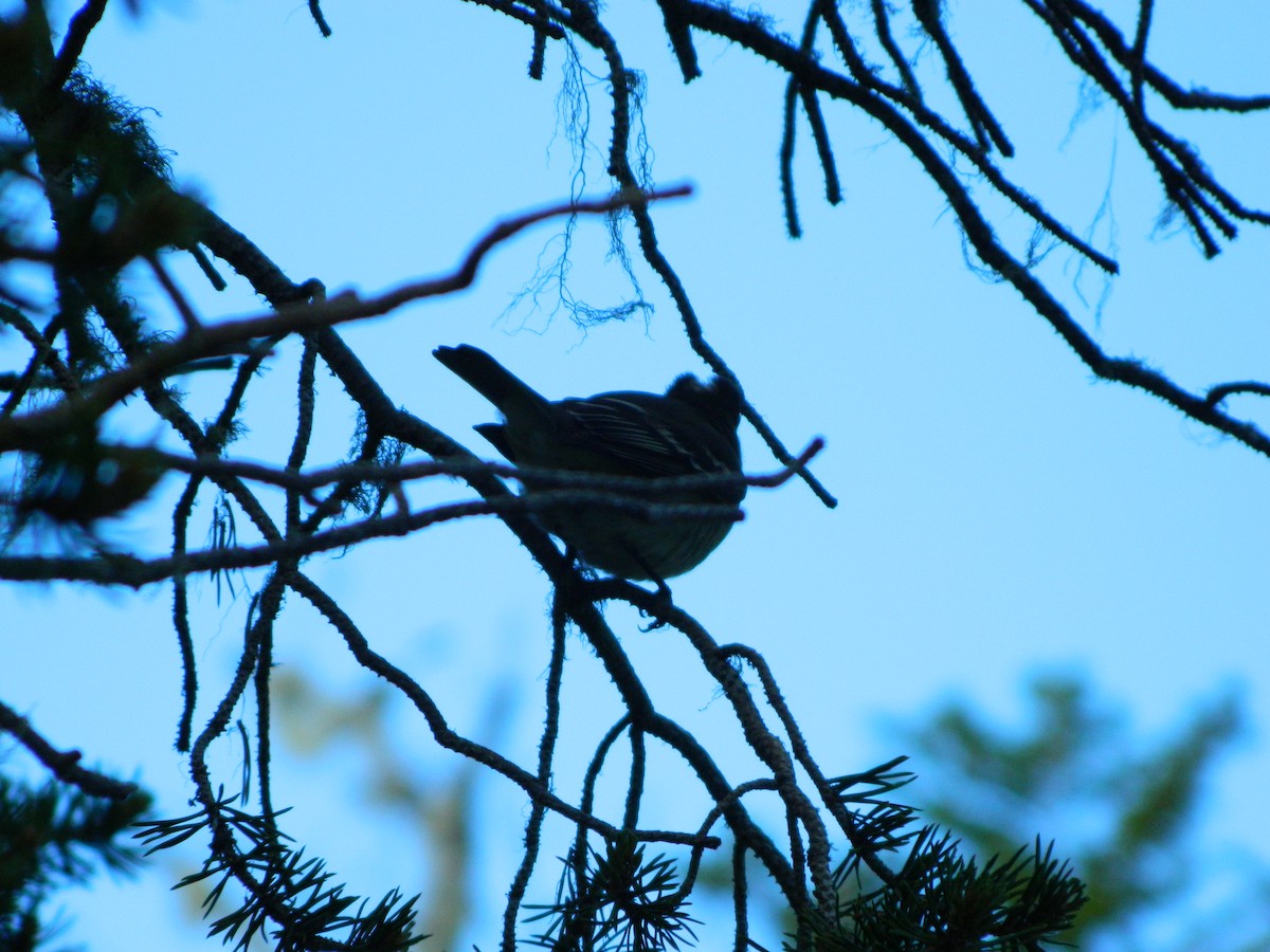 Weißkronen-Olivtyrann - ML646087004