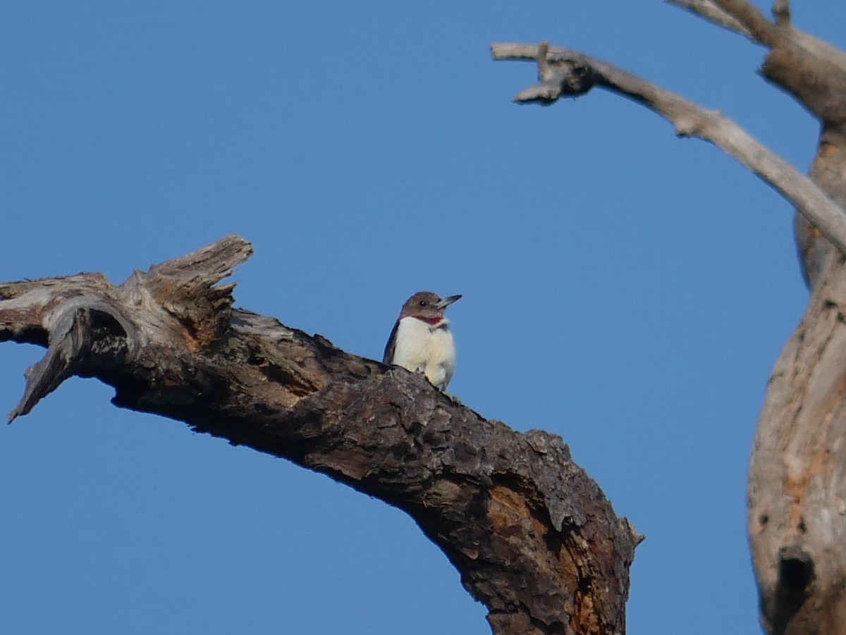 Rotkopfspecht - ML646087014