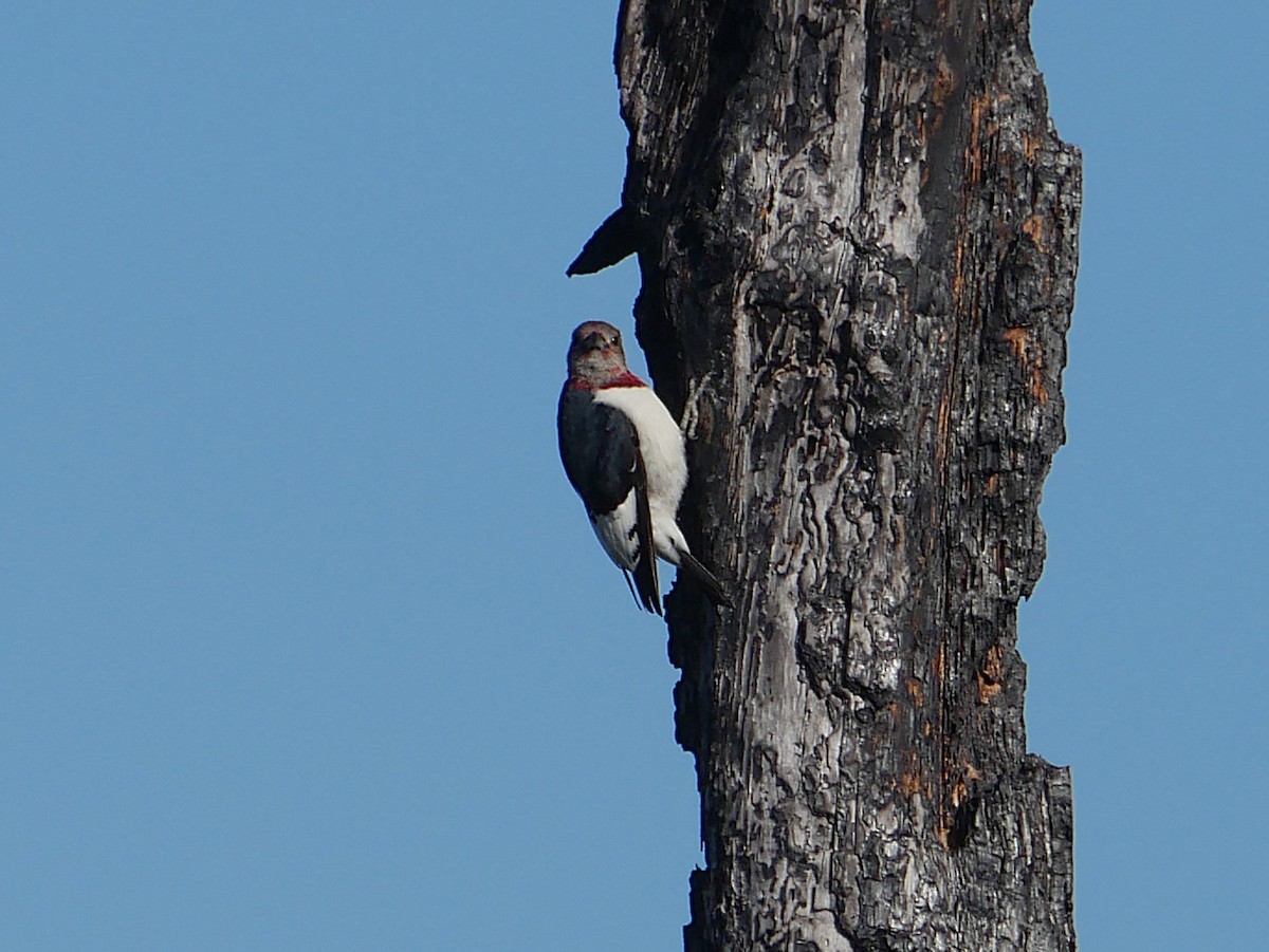 Rotkopfspecht - ML646087015