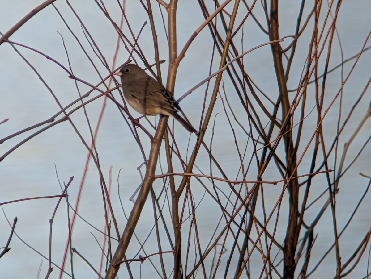 Winterammer - ML646087019