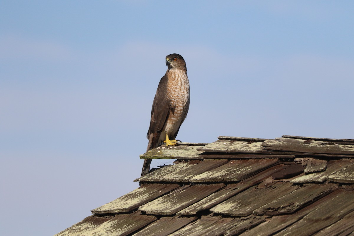 Rundschwanzhabicht - ML646087021