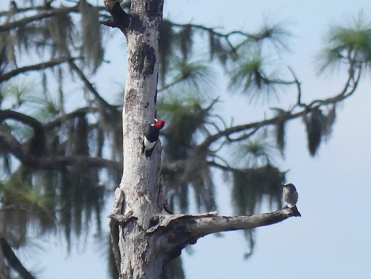 Rotkopfspecht - ML646087023