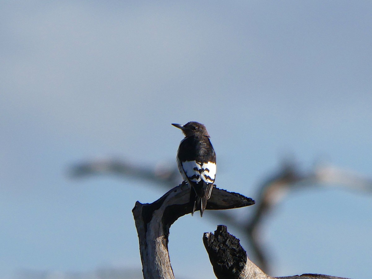 Rotkopfspecht - ML646087024