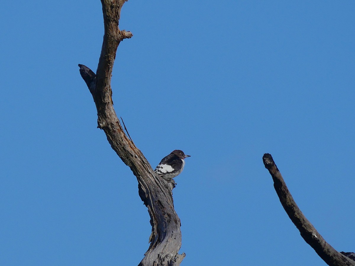 Rotkopfspecht - ML646087025